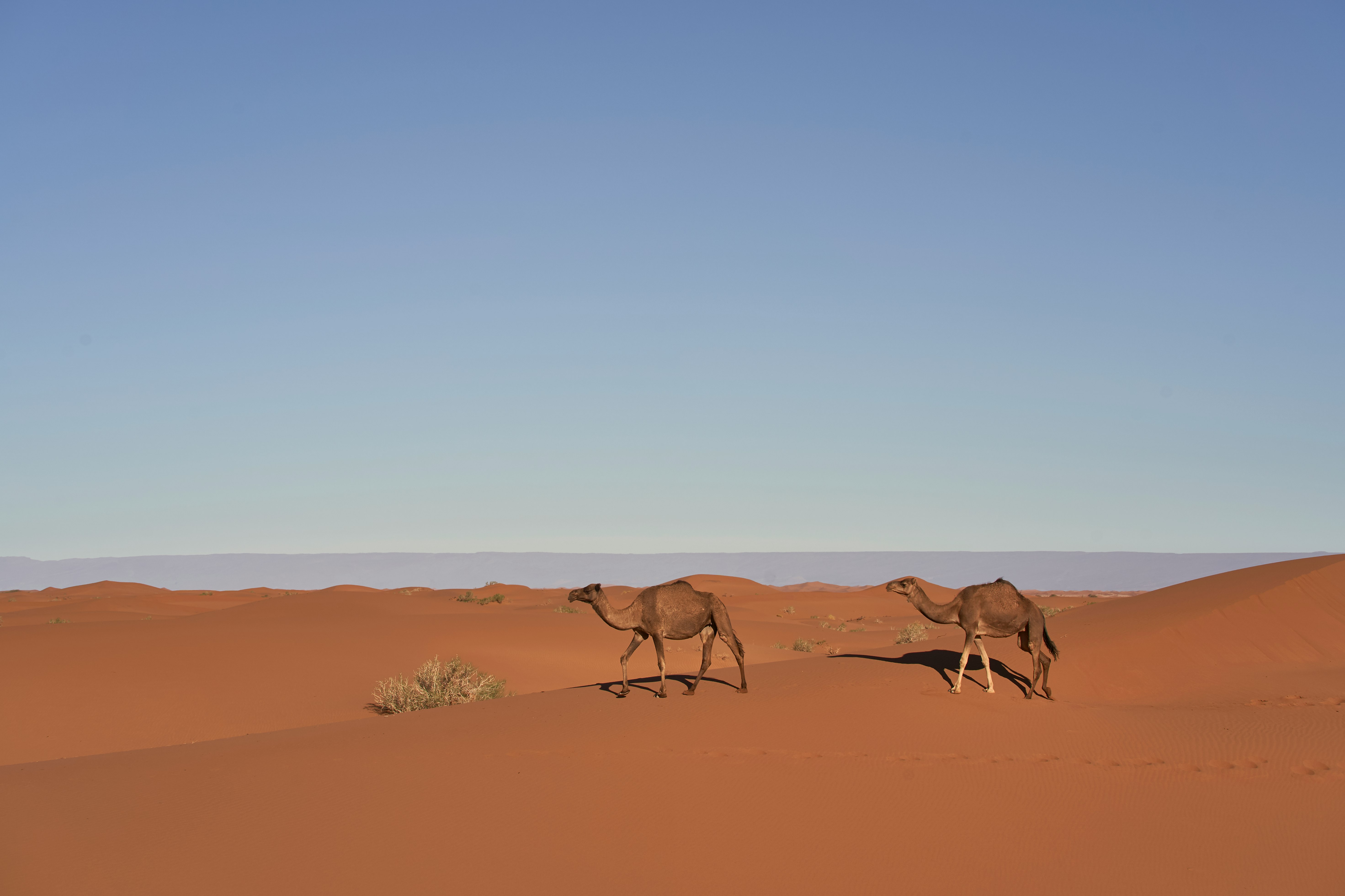 two brown camels in desert